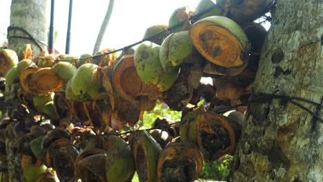 hang up coconuts from bali indonesia on a coconut farm attached to ropes for drying for further processing of coconut shells for sale