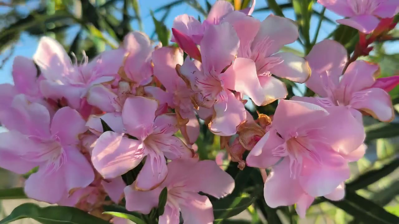 Primo piano di fiori di oleandro rosa in fiore alla luce del sole