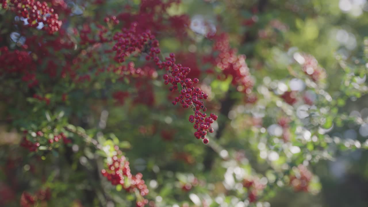 Heavenly Bamboo (Nandina domestica) berries at sunrise on Autumn Day