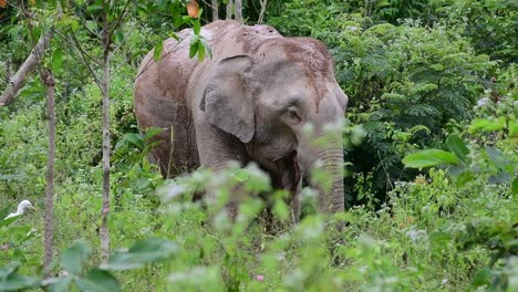 los elefantes asiáticos son especies en peligro de extinción y también son residentes de tailandia