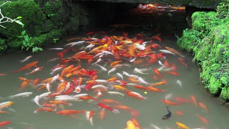 decorative koi swimming in a pond