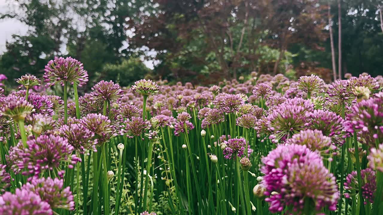 Fiori di allium viola in un giardino