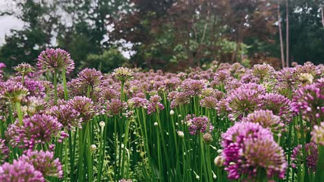 flores de allium púrpura en un jardín
