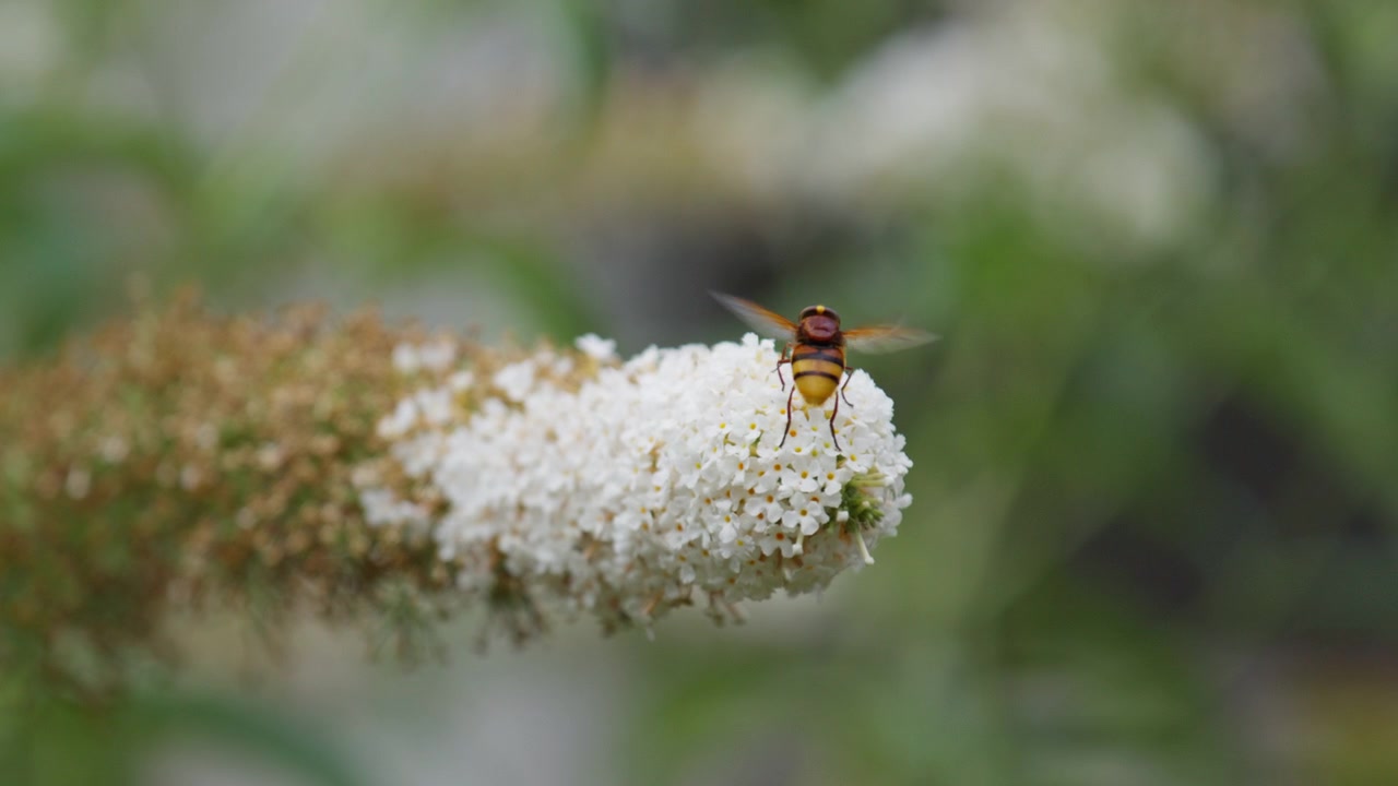 Муха-журчалка Volucella zonaria улетает от цветка, замедленная съемка крупным планом