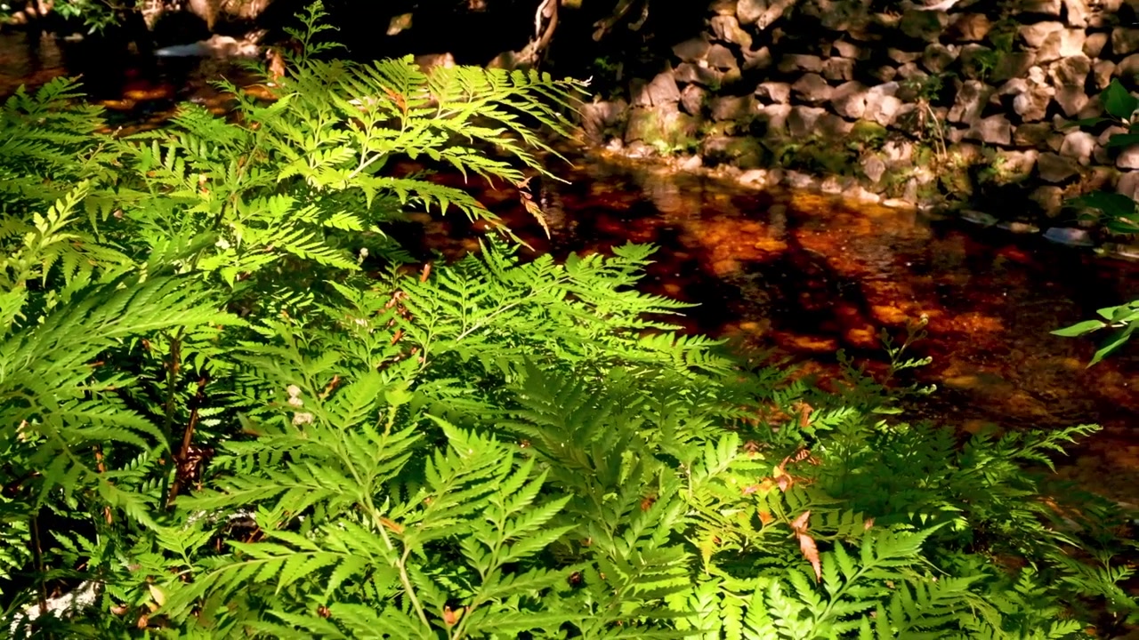 Green ferns in a South African forest next to a gently flowing river