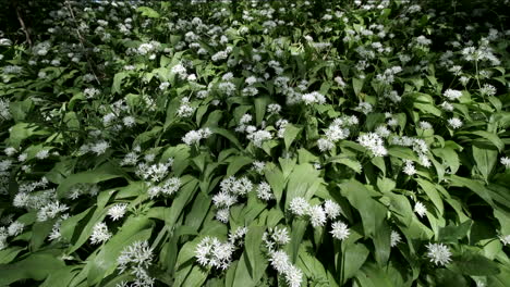 delicate wild garlic growing in the countryside, warwickshire, england