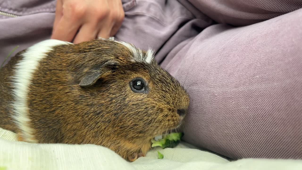 기니피그가 사람의 무에 채소를 먹고 있다