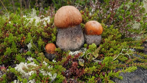hermoso hongo boletus edulis en el musgo de la tundra ártica. hongo blanco en la hermosa naturaleza paisaje natural de noruega. temporada de hongos.