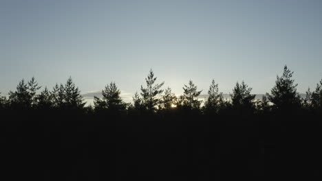 sunset above the top of a trees in coniferous forest