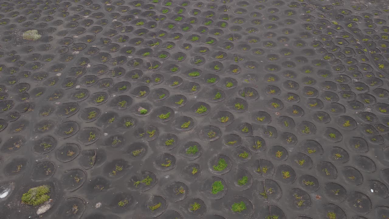 La Geria Volcanic Wine-growing Region In Lanzarote, Canary Islands, Spain. Aerial Shot