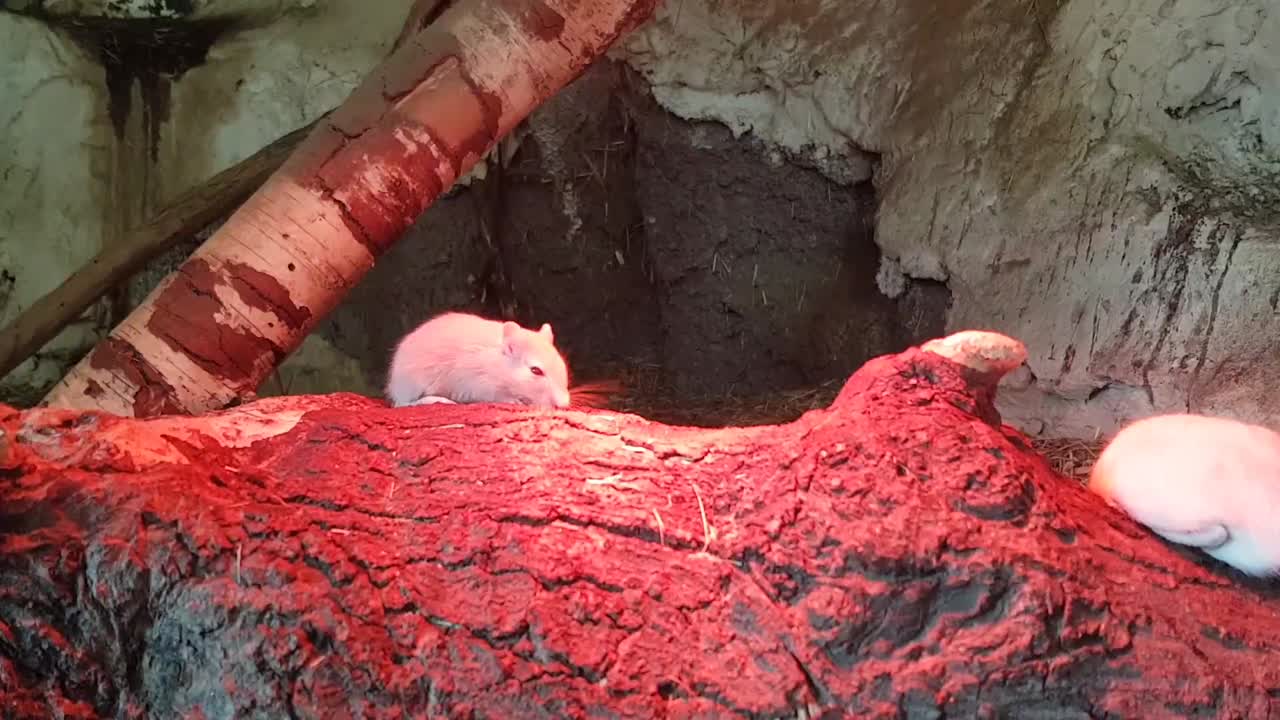 놀고 뛰어다니는 몽골리안 게르빌쥐