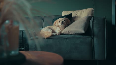 shih tzu boomer 개는 주위를 둘러보고 소파에서 뛰어내린다