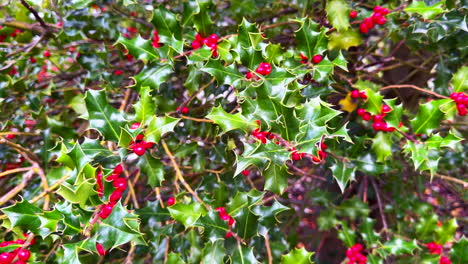 Acebo-Alex-Naturaleza-Navidad-Baya-Planta-Discreto-Flor-Cardo-Verde-Blanco-Dioico-Aquifoliacea-Jardín-Arbusto-Europeo-Follaje-Ornato-Distintivo-Cinematográfico-Deslizarse-Lentamente-Hacia-La-Izquierda-Movimiento