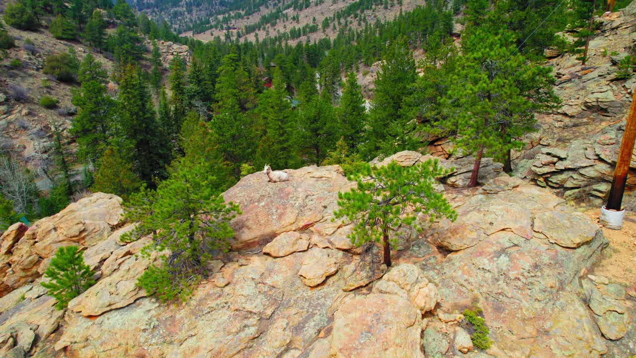 고산 숲 풍경에 둘러싸인 큰 바위 언덕에 앉아 산 염소