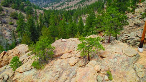 cabra montés sentada en una gran colina rocosa rodeada de un paisaje de bosques alpinos