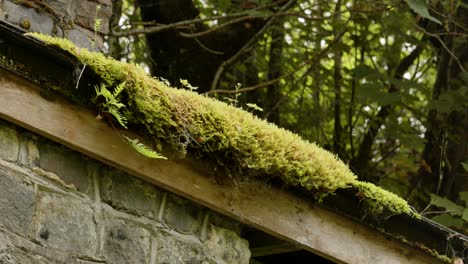 close-up shot of moss on a disused station building at cynonville station