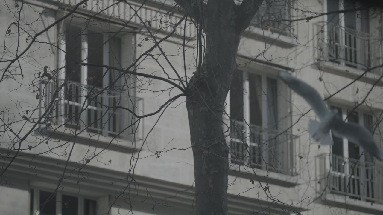 La fachada de un edificio de apartamentos Haussmann se ve a través de un enredo de ramas de árboles invernales sin hojas en París