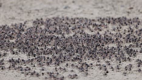 thousands of crabs moving across sandy beach