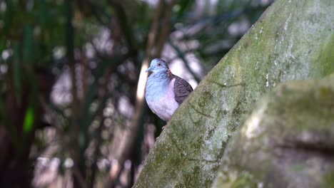 bar-shouldered dove, geopelia humeralis spotted in the wild, curiously wondering around its surrounding environment, fluff up its feathers to stay warm, australian native bird species