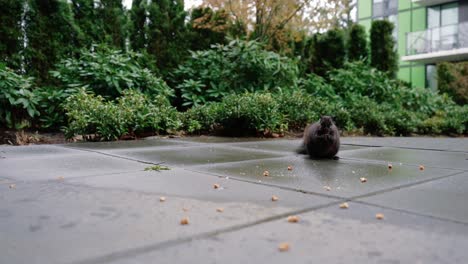 Niedliches-Eichhörnchen,-Das-Nüsse-Auf-Dem-Boden-Im-Hinterhof-Frisst