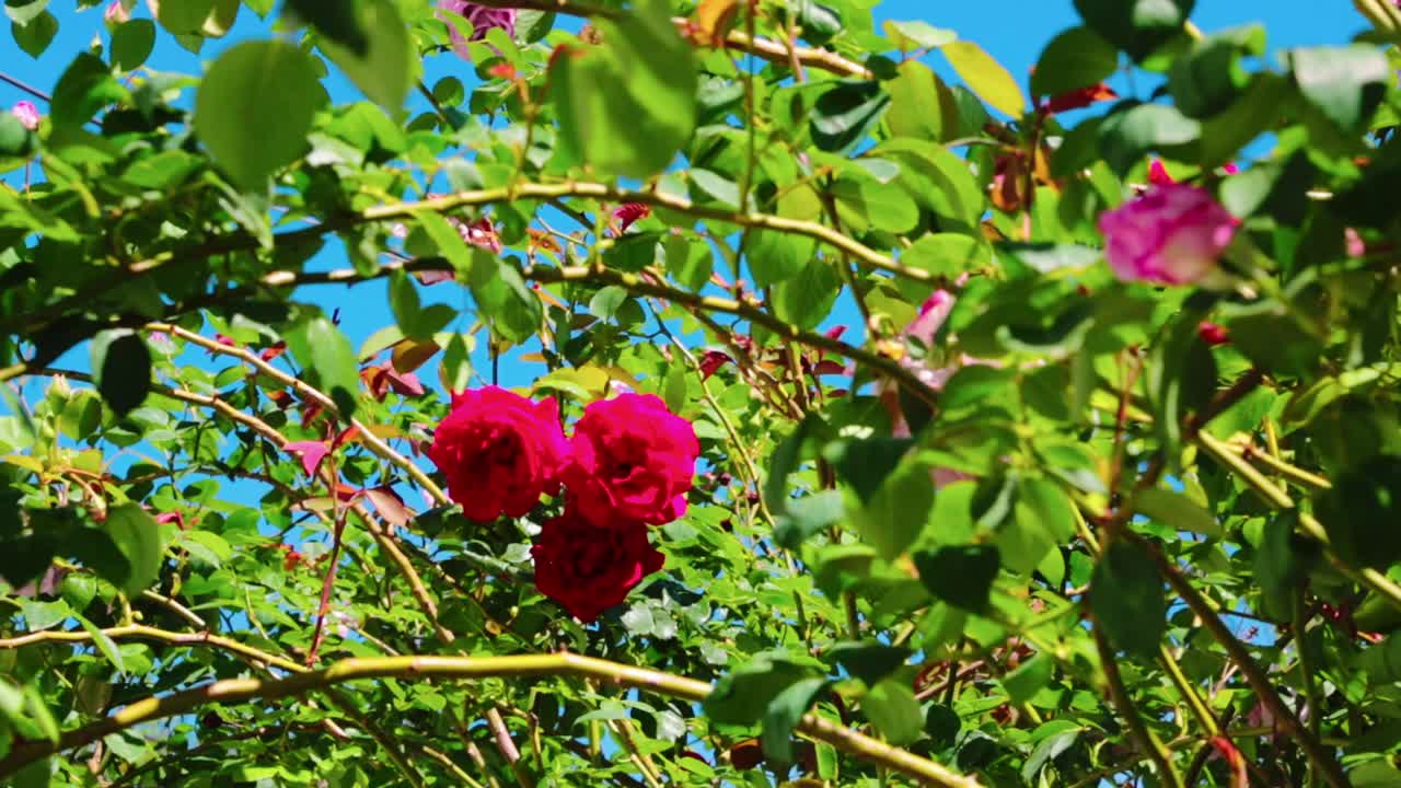 Close-up of a bush full of red roses on a sunny day