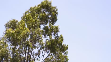 Eucalipto-Meciéndose-En-El-Viento-Con-El-Cielo-Azul-De-Fondo