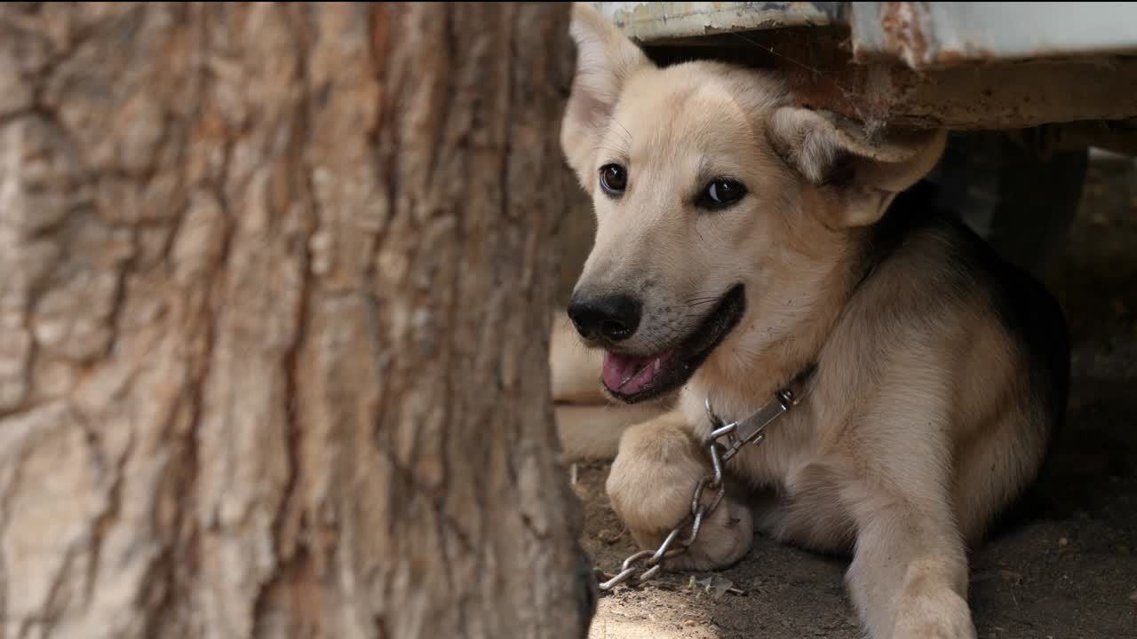 perro pastor alemán sentado en la vista del suelo desde detrás del árbol