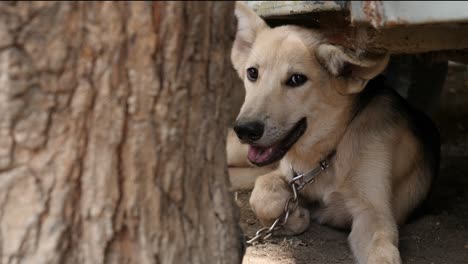 german shepherd dog sitting on ground view from behind tree