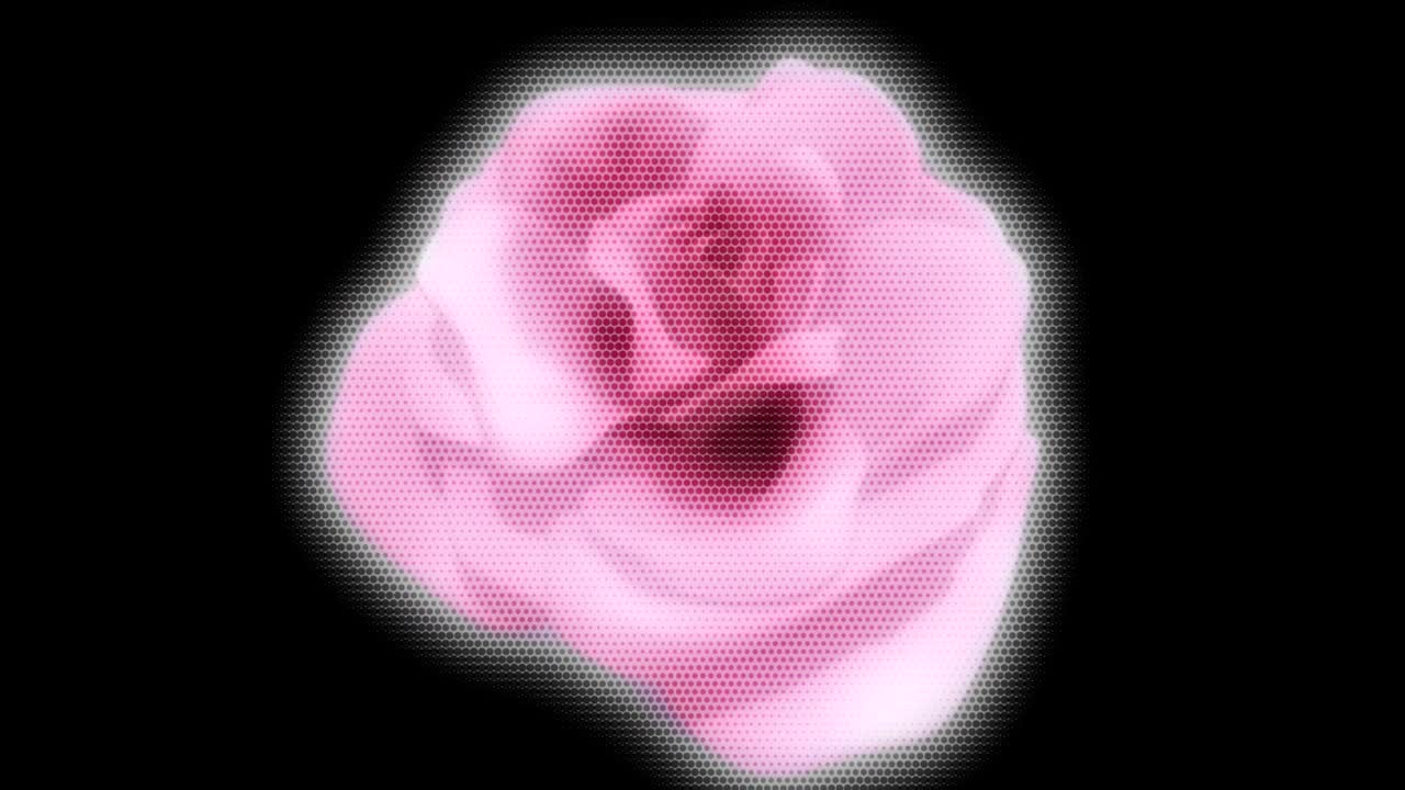 fondo animado en movimiento que muestra flores en movimiento pétalos de rosa crisantemo blanco