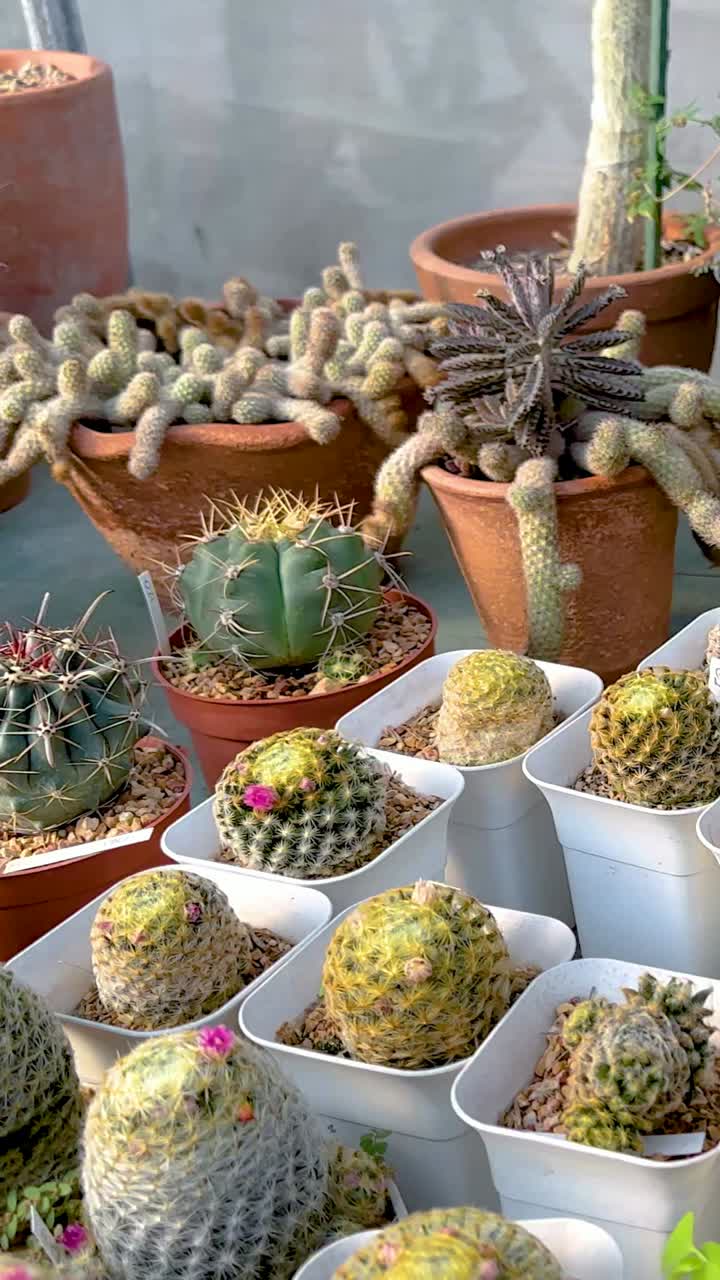 una vibrante exhibición de diversos cactus en un invernadero en el mercado flotante de khlong lat mayom, que muestra varias formas y tamaños