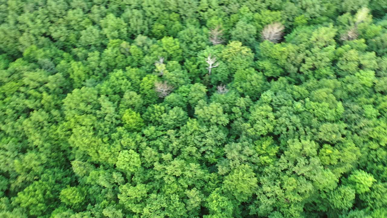 un hermoso video de drones sobre una selva tropical.