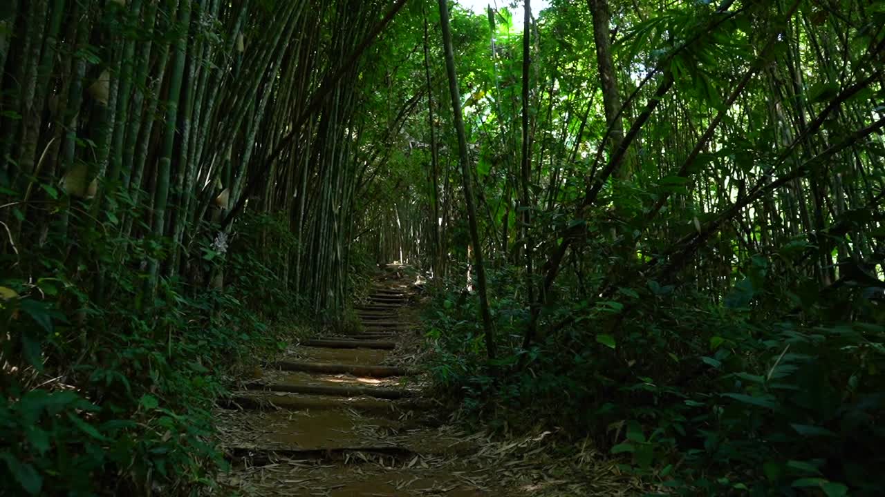 Going through a beautiful and enormous Bamboo forest walk path near Chiang Rai, Thailand