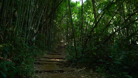 going through a beautiful and enormous bamboo forest walk path near chiang rai, thailand
