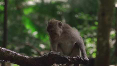 view of a young monkey sitting on the branch of a tree surrounded by leaves on a sunny day