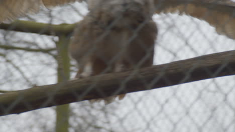 Eurasian-eagle-owl-flying-from-branch-to-branch-in-bird-cage