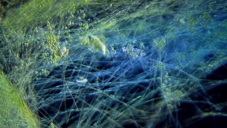 cyanobacteria and green algae movement under microscope