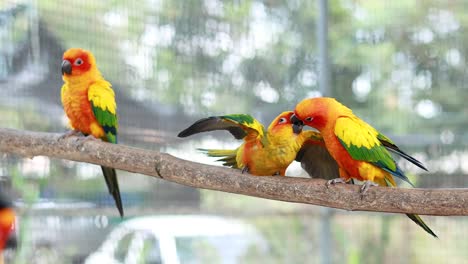 colorful birds displaying social behavior in bangkok