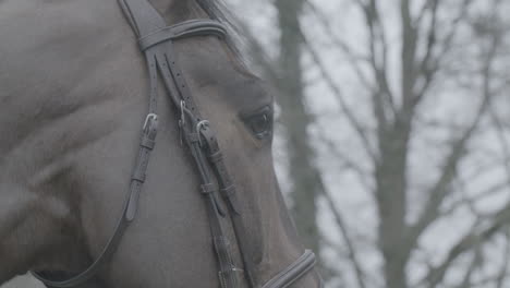 close up shot a a horses head with reins in slowmotion going from its nose to its ears log