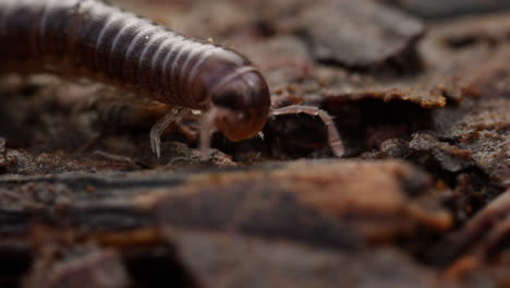 selective focus of tiny millipede crawling in forest, macro shot