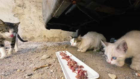 stray cats and kittens eat meat hiding under a car, symbolising famine and abandonment