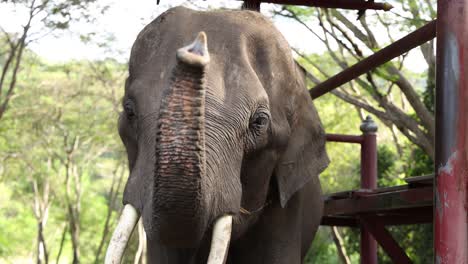 elephant interacting near a viewing platform.