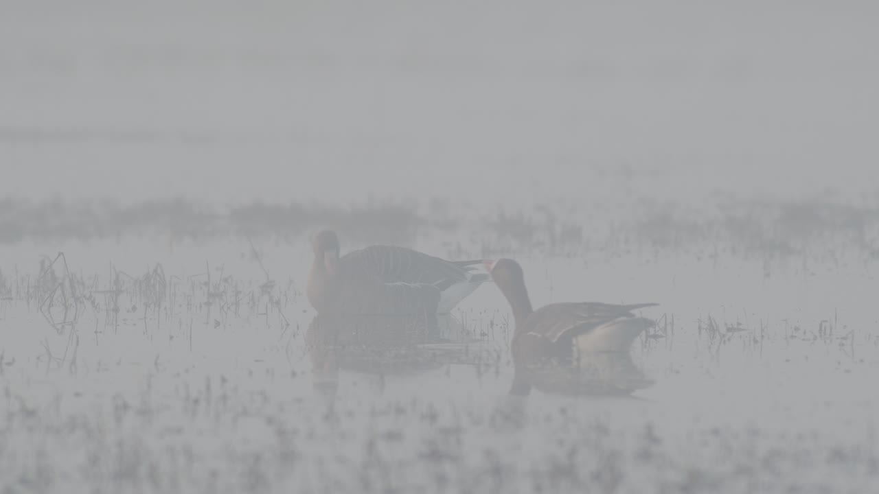 Bean goose in thick fog, mist in early spring morning