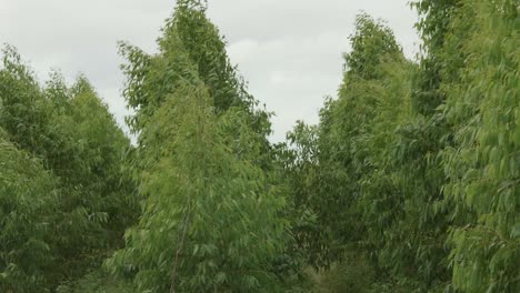 Eucalyptus-plantation-has-grown-for-Industry-in-the-natural-wind