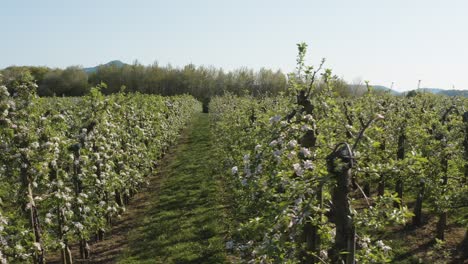 drone - aerial shot of a sunny white apple blossom with bees on a big field 30p