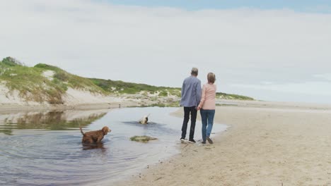 senior caucasian couple holding hands and playing with dogs at beach