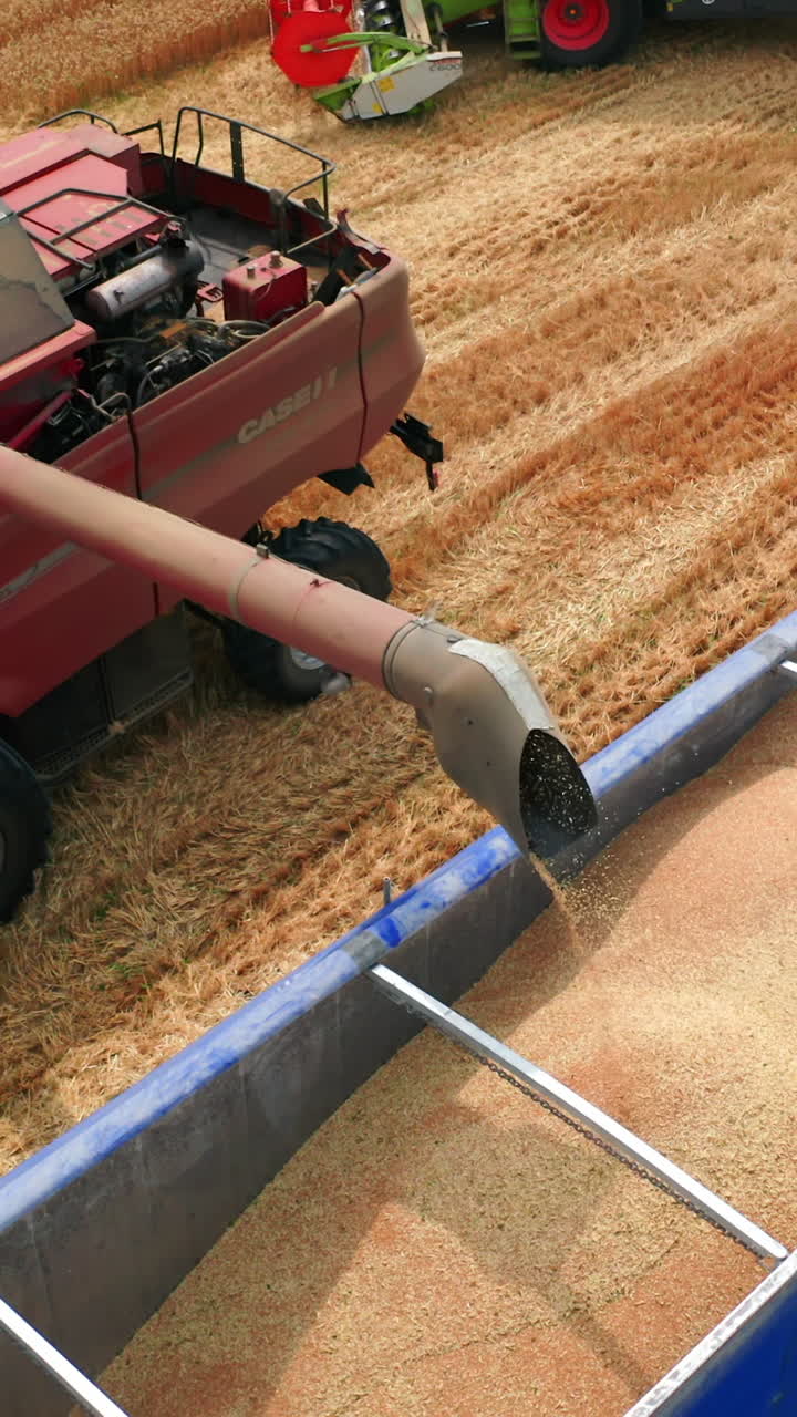 Freshly-picked crops downloaded in a tractor. Red harvester finishes uploading harvest and leaves to continue work in the field. Top view. Vertical video