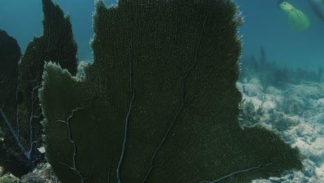 large leaf of seaweed swinging in the underwater current