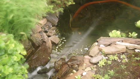 Lapso-De-Tiempo-Y-Exposición-En-El-Tiempo-De-Un-Estanque-De-Agua-Dulce-Con-Fusión-De-Marcos