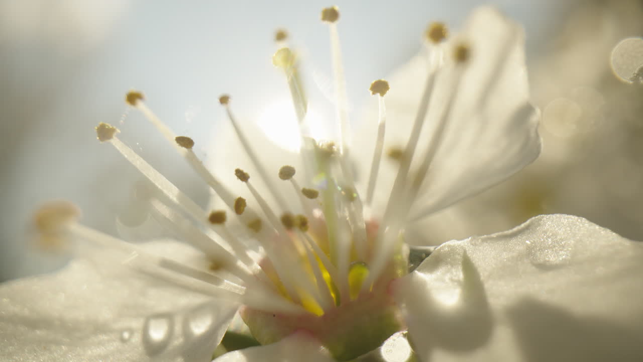 Close-up of a delicate white flower