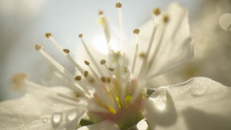 close-up of a delicate white flower